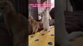 cat adulting  #animalintelligence #animalbehavior #funny #catbehavior #pets #petbehavior