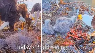#124🦅🐥21&deg;🐥16&deg;／Winter Park Eagle Nest 2026／Against All Odds:One-Eyed Mom／by Winter Park Eagle Cam