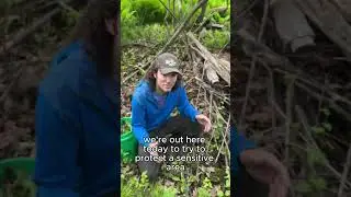 This week with 1854! Garlic Mustard and Cedar