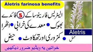 Aletris farinosa 5 benefits