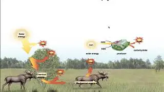 6.1 Cells and the Flow of Energy