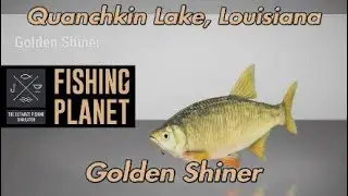 Fishing Planet Golden Shiner Quanchkin Lake Louisiana