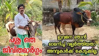 പശു ഒരു ജീവിത മാർഗ്ഗം |dairy farming in kerala|dairy farming in kerala malayalam| ക്ഷീര കർഷകൻ