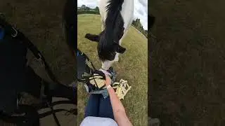 Unbox a very yellow equestrian haul with my pony 🐴🐝🌻💛#unboxing #equestrianunboxing