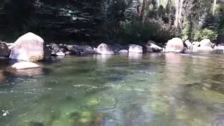Roaring Fork River - Dry fly fishing at Jaffee Park - The catch