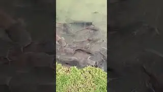 Ikan Keli Afrika