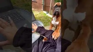 Забавная собака-боксер