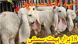 4 beautiful sheep female for sale in cheap prize