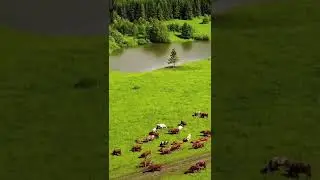 Charming Nature Wildlife