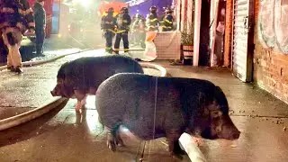 🐷 PIGS ON THE LINE 🐷 FDNY Brooklyn 2nd Alarm Box 1367 Fire in a Warehouse in Red Hook
