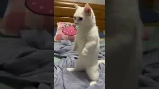 funfoona | Who can refuse a kitten with a strange brain circuit | part 3