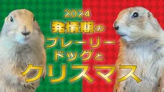 Prairie Dog Mating Season and a Relaxed Christmas 202