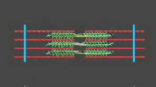 How a muscle contraction is signalled - Animation