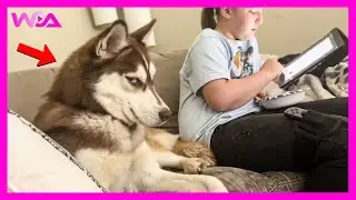 Хаски &mdash; королевы всех драм! 🤣 | Подборка излишне драматичных собак