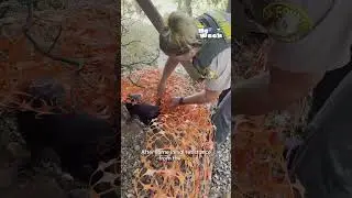 Wild Hog Rescue | HERO of the Week