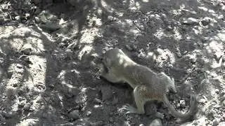Round=tailed Groundsquirrel thermoregulation