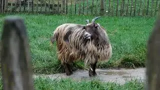 African Pygmy Goat