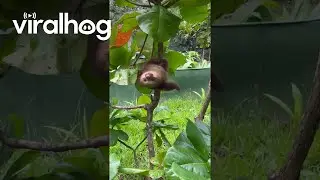Baby Sloth Makes Adorable Noises || ViralHog