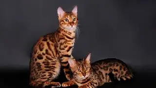 4 you - funniest Bengal Cat Videos