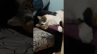 #жизнь #жиза #страх #мем #кошка #ужасы #kitty #cat #cute #shorts #short