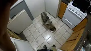 Food Aggression Wolf Dog Training