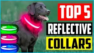 Top 5 Best Reflective Dog Collars You Should Own &ndash; Review