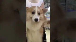 Dancing corgi in real life😳 #corgi