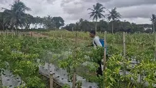MODERN FARMING SPRAYING METHOD TO TREAT CHILI PLANTS AND PREVENT PESTS - Agriculture Farming