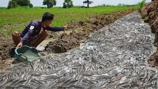 Awesome Catching in Season Dry 2021 - Search & Found Many Snakehead Fish & Catfish in Dry Canal