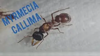 Myrmecia callima, RARE Bullant species.