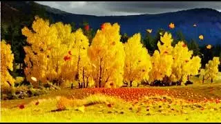 Birch Trees between Fall and Winter