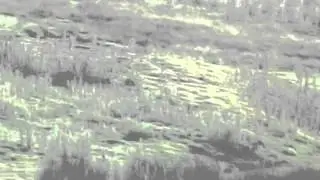 SharpshootingUK: lucky 1050y rabbit !
