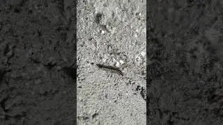 #The Centipede vs millipede