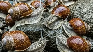 The SLOWEST Animal With 20,000 TEETH! (Snail Facts That Will BLOW Your Mind)