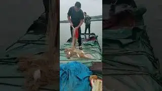 carp fishing 2023 uk, Traditional Cast net fishing, net fishing 4