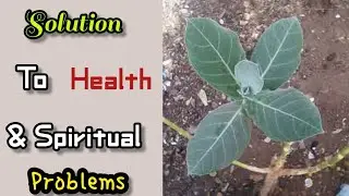 #spiritualtips Растение содомской яблони | Духовное применение и польза для здоровья содомской яб...