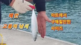 태안 가을 낚시 포인트 사이즈 굿! #태안낚시 #고등어낚시 #여행 