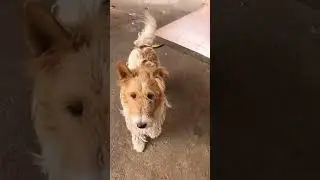 😥 As&iacute; me desped&iacute; para siempre de mi amado hijo Chester  💔 #dog #dogs #fyp #fypシ #shortvideo