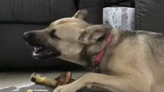 TV FOR DOGS | DOG EATING BONE ASMR | NO TALKING | LOUD CRUNCH