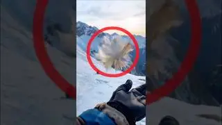 Насекомые с самым сильным жалом 😱 🐜 #факты #насекомые #дикаяприрода