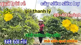 🌲29/1☎️vườn mai Chị phấn☎️xả vườn mai mới🌲giảo thủ đức rin🌲cây tàn chà bá🌲giá  bao rẻ 
