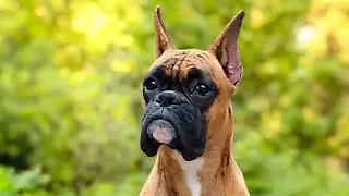 BOXER - ANATOMY, HEAD STUDY, BITE, STACK & MOVEMENT ( Rednex's Silent Crush &hearts;️ ) 