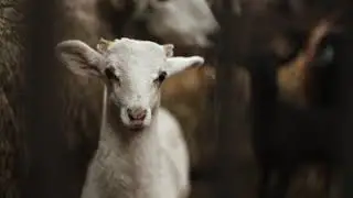 Agriculture Cinematic