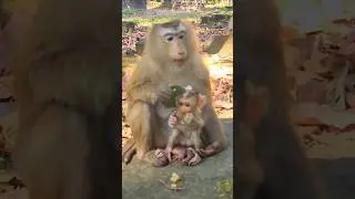 Adorable Sweetie Baby Rina With Mum Rose Eating Lotus