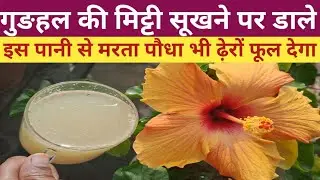 गुङहल की मिट्टी सूखने पर डाले ये Powerful पानी/Gudhal ka paudha. Hibiscus plant care in winter  