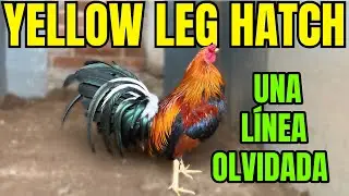 THE YELLOW LEG HATCH.... A FORGOTTEN LINE!!!!