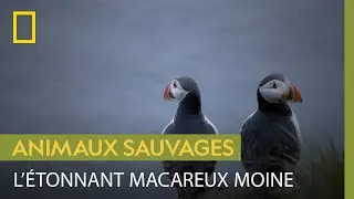 Le macareux, un oiseau plus &agrave; l'aise dans l'eau que dans les airs