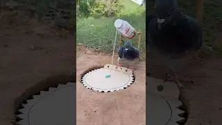 New DIY Bird Trap Using Paper #shorts