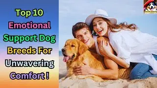 10 Emotional Support Dog Breeds That Provide Unconditional Love And Comfort!