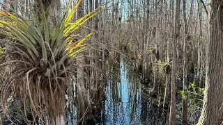 Gator Hook Trail-A Hike Through Gator Infested Waters In The Florida Everglades!!! 